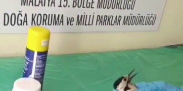 sivasta-bitkin-halde-bulunan-agackakan-tedavi-edilip-dogaya-salindi-bDQcXnvZ.jpg
