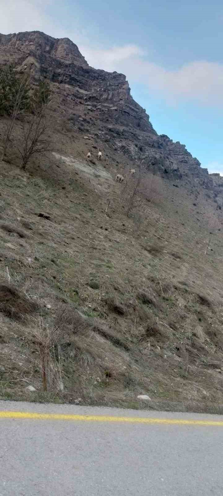 sivasta dag kecileri muhtarin cep telefonu kamerasina yakalandi 2
