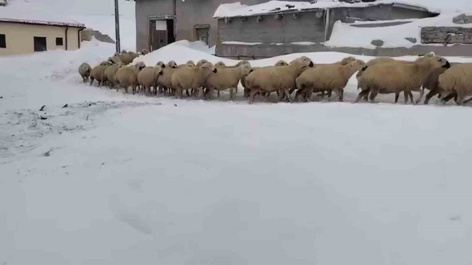 Sivas’ta kar kalınlığı yer yer 2 metreyi aştı, en çok hayvancılık yapanlar zorlandı 5 sivasta kar kalinligi yer yer 2 metreyi asti en cok hayvancilik yapanlar zorlandi 1 pY25iFKe