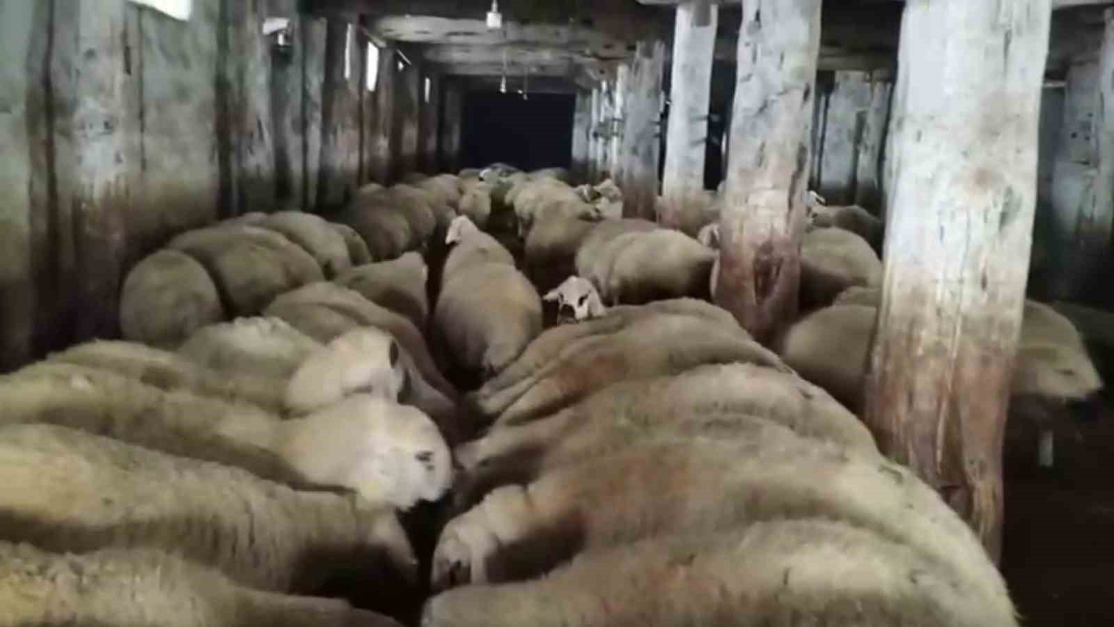 Sivas’ta kar kalınlığı yer yer 2 metreyi aştı, en çok hayvancılık yapanlar zorlandı 9 sivasta kar kalinligi yer yer 2 metreyi asti en cok hayvancilik yapanlar zorlandi 5 rRfLDH5H