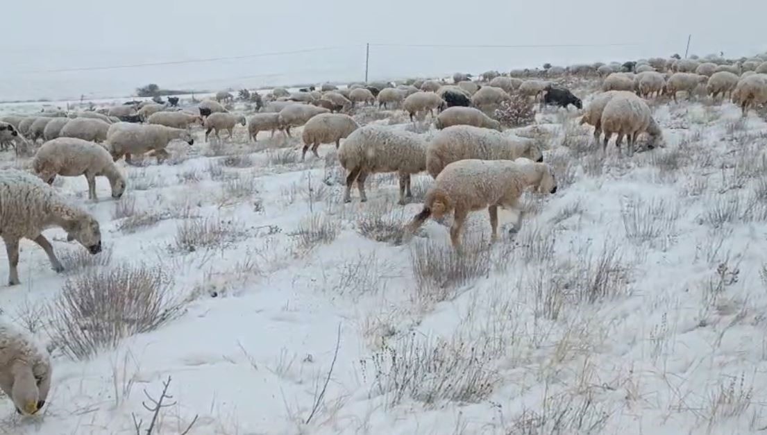 sivasta koyunlar kar altinda kaldi coban turkuleriyle ile mest etti 0 MF3YDZuT