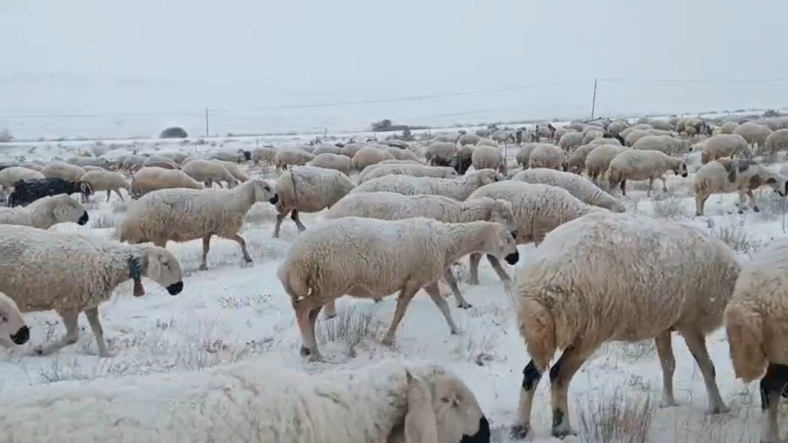sivasta koyunlar kar altinda kaldi coban turkuleriyle ile mest etti 3 uRIE76fS