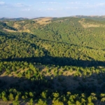 sivasta-ormanlik-alanlara-giris-yasaklandi-SQPAhFkX.jpg