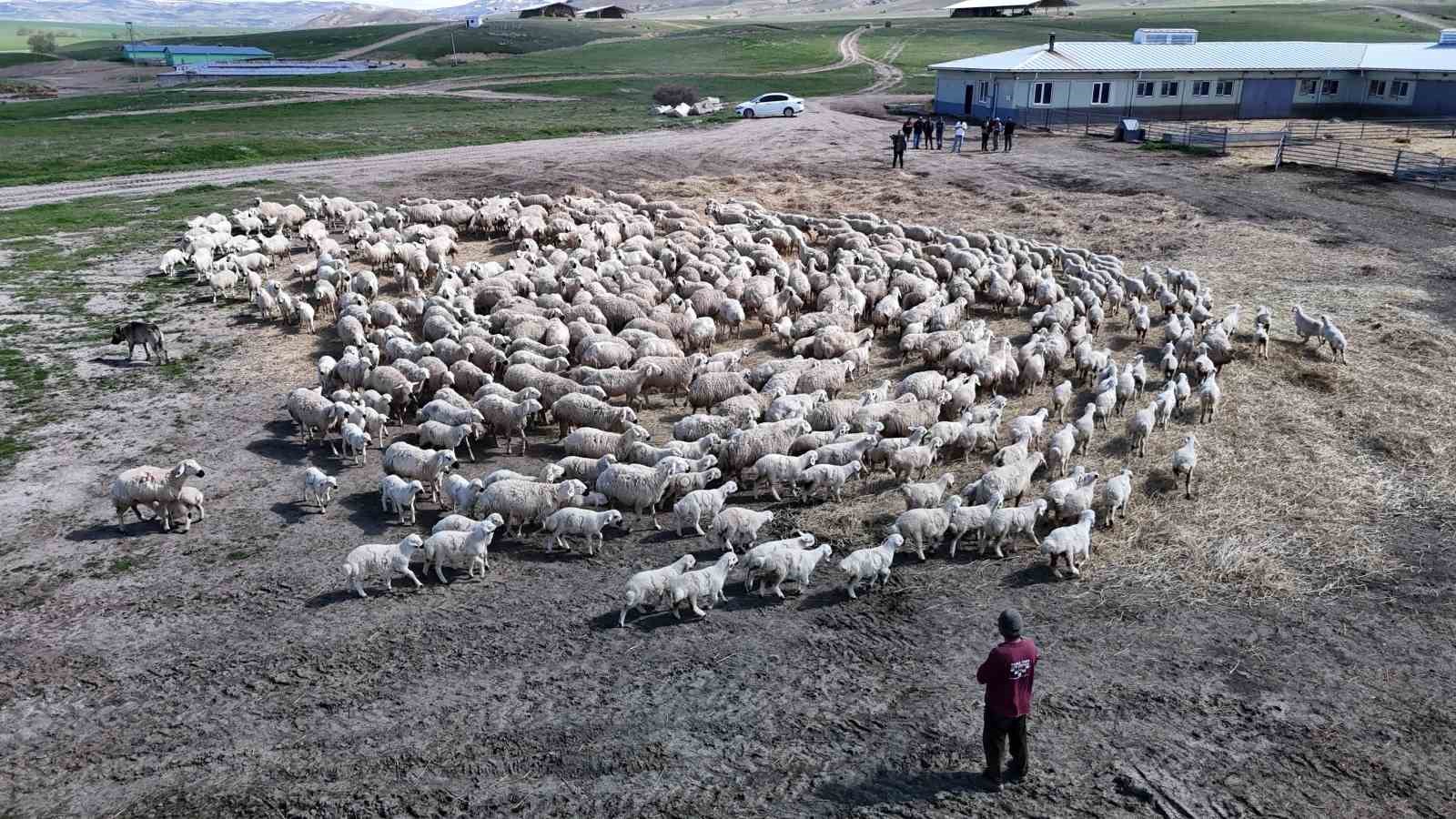 sivasta resmi izinli ilk yabanci cobanlar goreve basladi 2 F4WHb4Qp