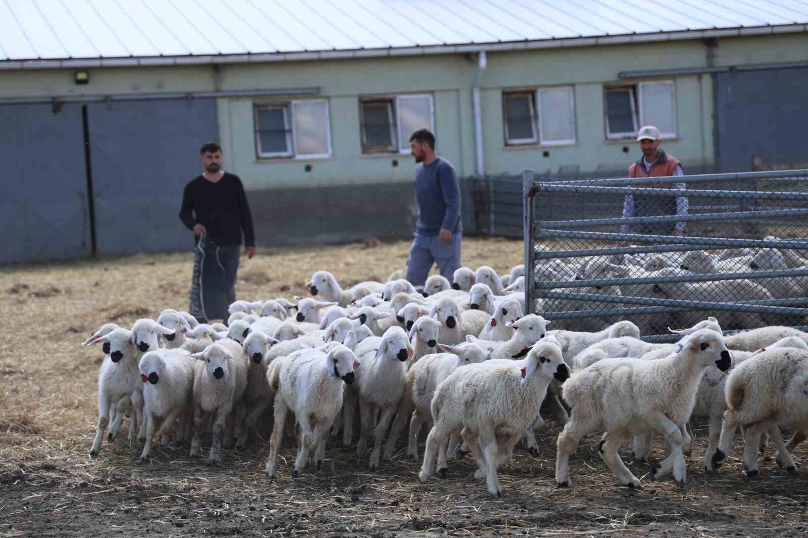 sivasta resmi izinli ilk yabanci cobanlar goreve basladi 4