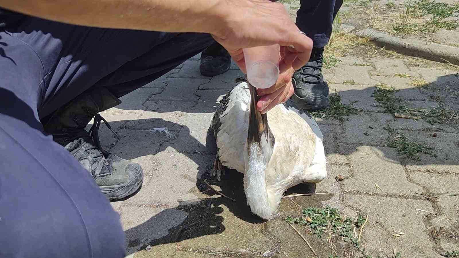 Sivas’ta sıcaktan baygınlık geçiren leyleğin imdadına itfaiye ekipleri koştu 4 sivasta sicaktan bayginlik geciren leylegin imdadina itfaiye ekipleri kostu 0