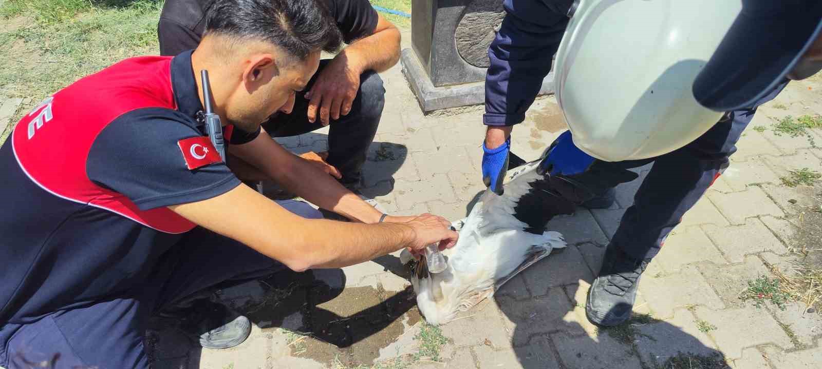Sivas’ta sıcaktan baygınlık geçiren leyleğin imdadına itfaiye ekipleri koştu 8 sivasta sicaktan bayginlik geciren leylegin imdadina itfaiye ekipleri kostu 4 LCUC9TXR