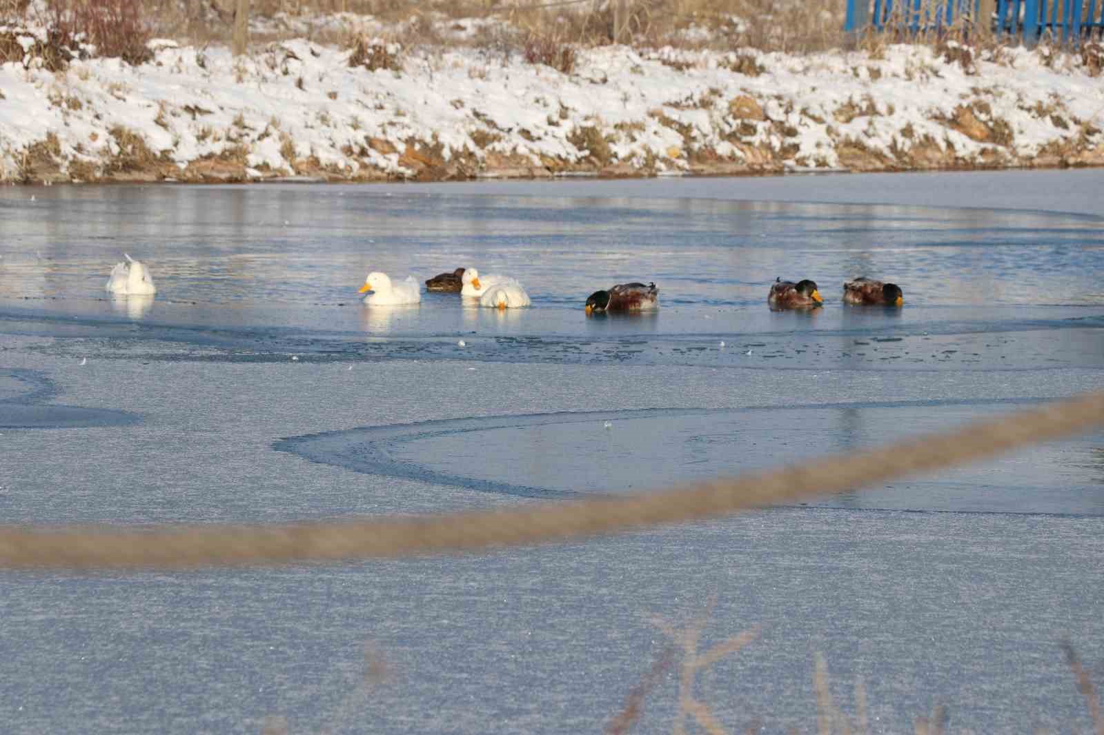sivasta soguk hava etkisini gosterdi ordeklerin oldugu golet kismen dondu 4 KL9458PW