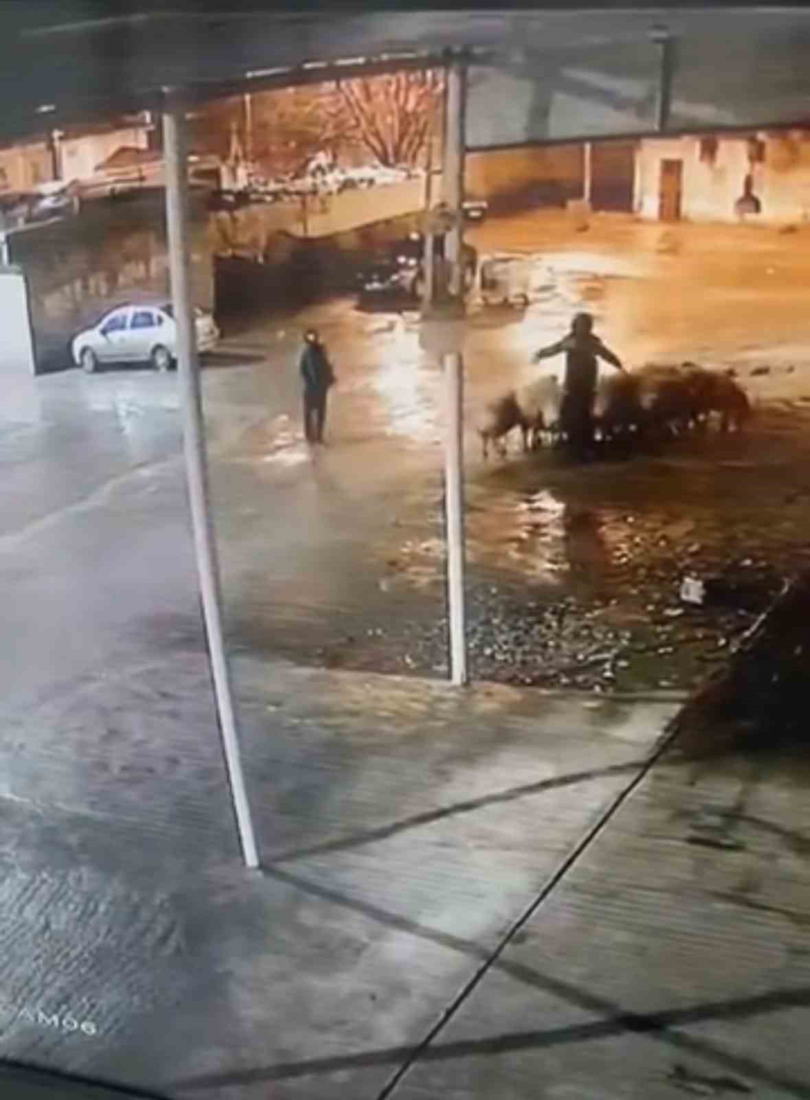 siverekte 19 koyun calindi hirsizlik ani kamerada 2 WCw8JjVA