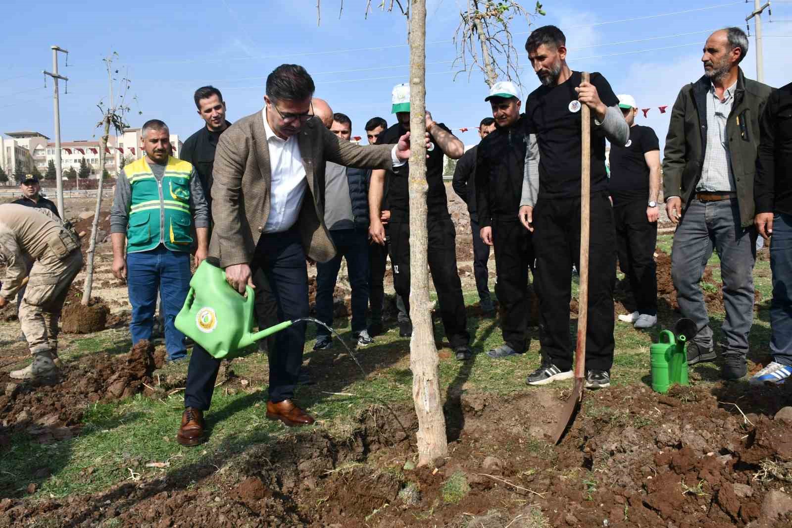 siverekte fidanlar gelecege nefes olacak 4 pSXK2K48