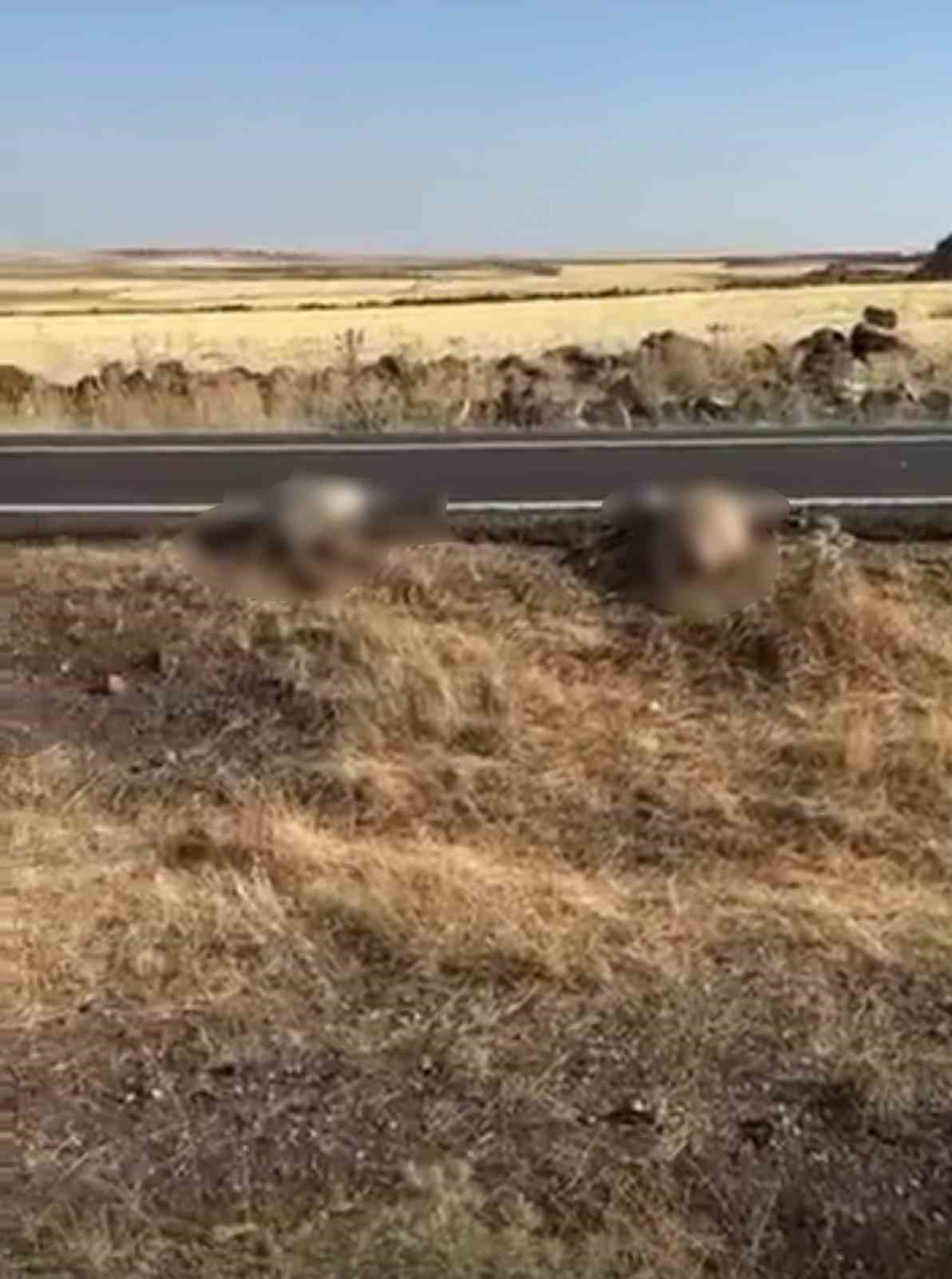 Siverek’te işçi minibüsü koyun sürüsüne daldı: 25 koyun telef oldu 4 siverekte isci minibusu koyun surusune daldi 25 koyun telef oldu 0 yRgsUjRZ