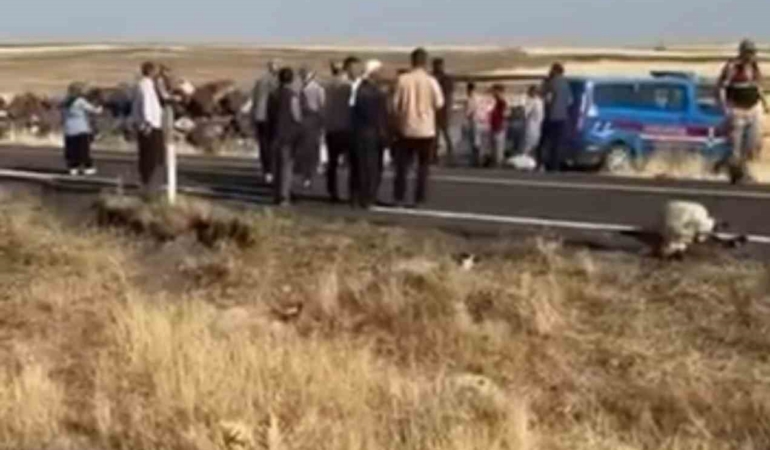 siverekte-isci-minibusu-koyun-surusune-daldi-25-koyun-telef-oldu-RRV5uR82.jpg