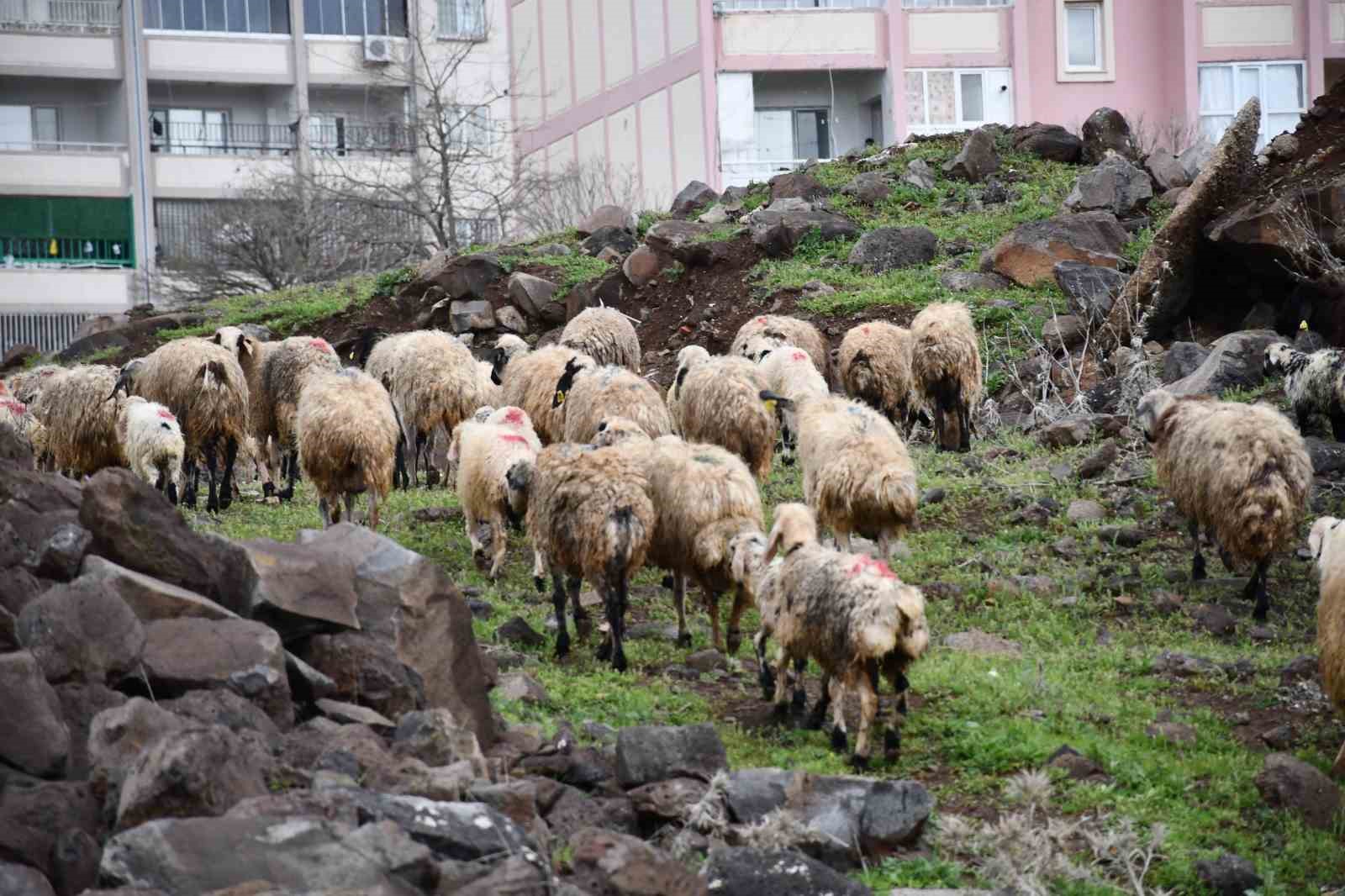 siverekte saganak sonrasi derede mahsur kalan coban ve koyun surusu kurtarildi 2 ajaG68A6