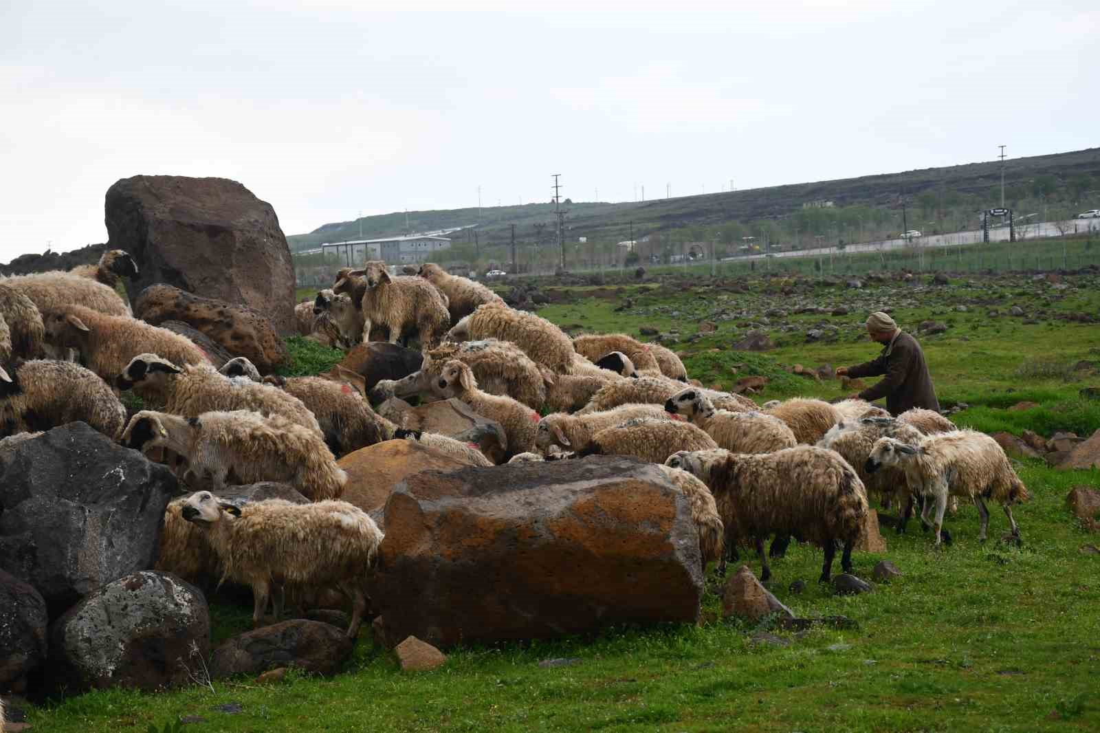 siverekte saganak sonrasi derede mahsur kalan coban ve koyun surusu kurtarildi 3 fe4t8kNs