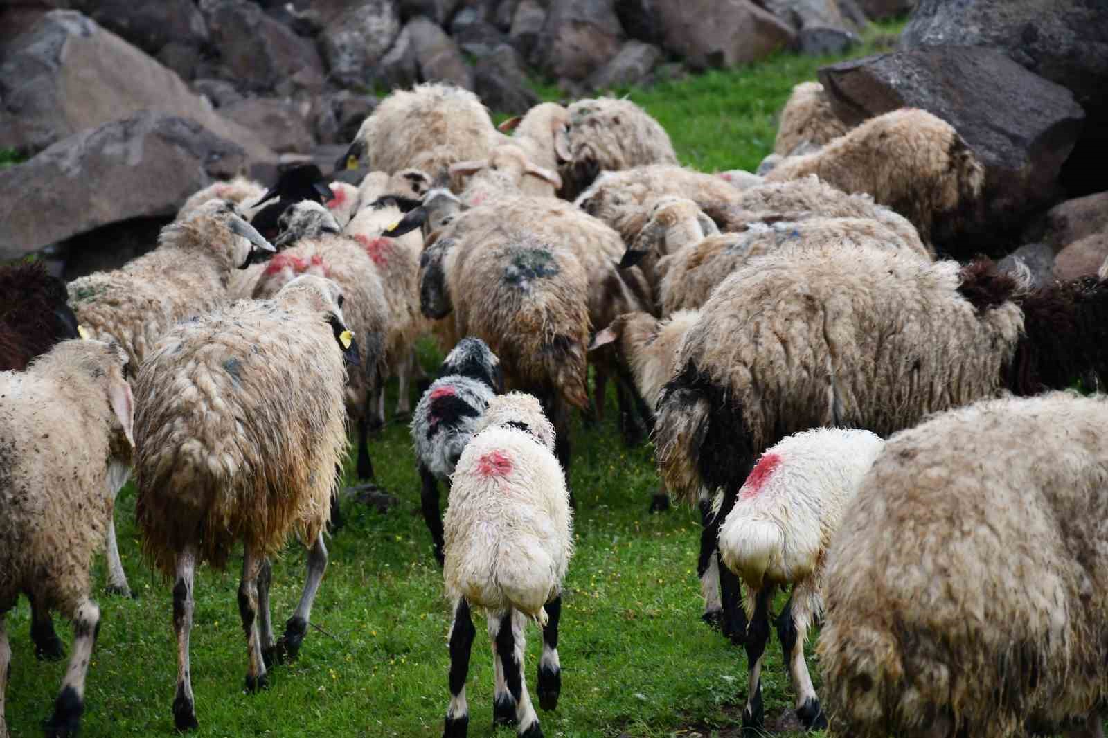 siverekte saganak sonrasi derede mahsur kalan coban ve koyun surusu kurtarildi 4 ZIuFUkK7