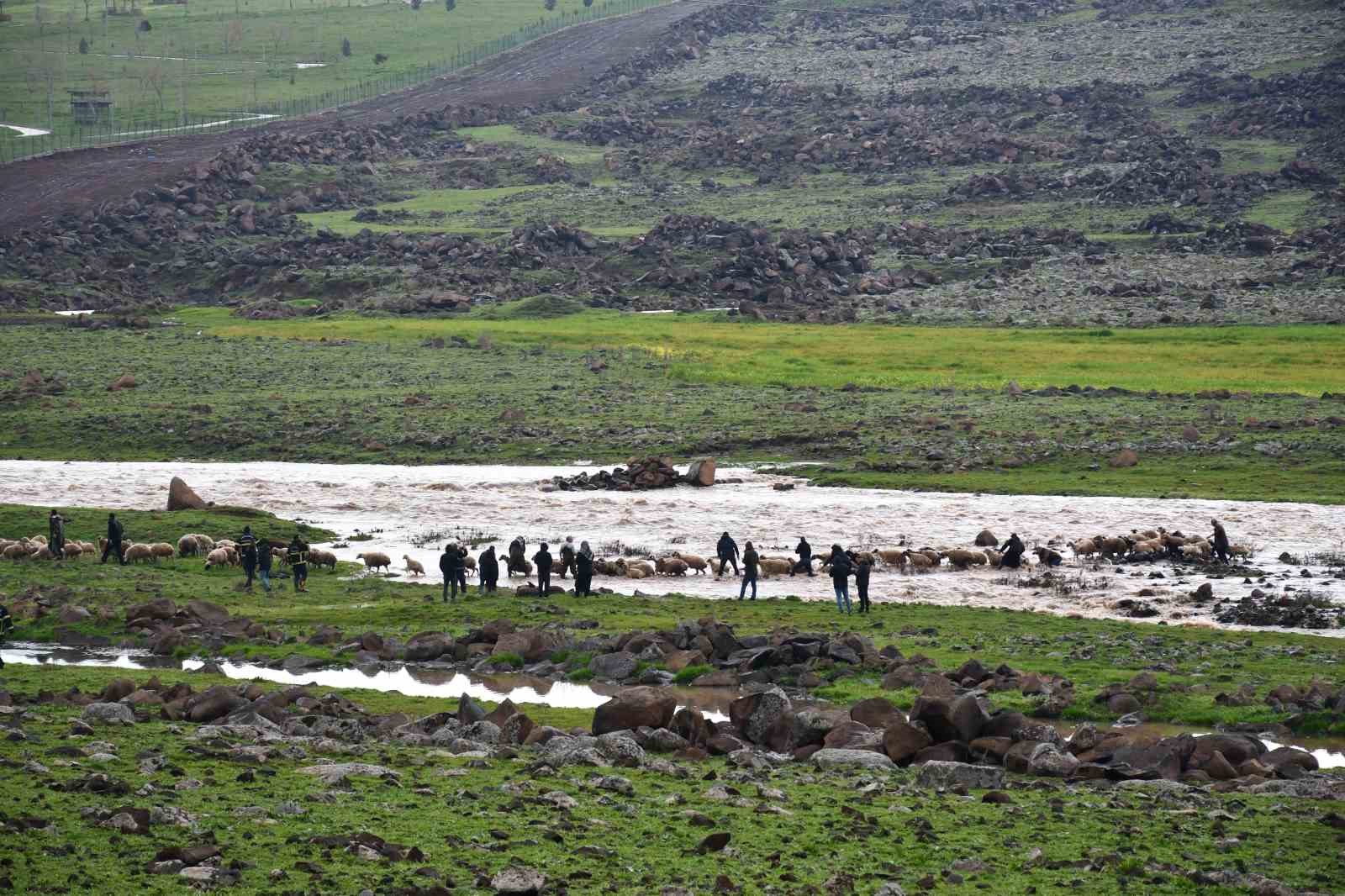 siverekte saganak sonrasi derede mahsur kalan coban ve koyun surusu kurtarildi 6
