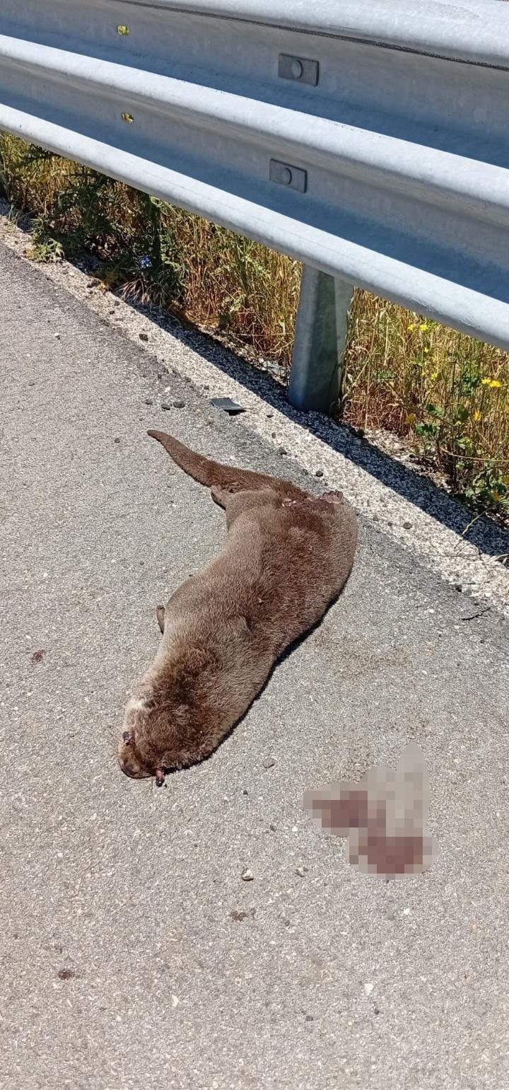 siverekte yol kenarinda olu su samuru bulundu 0