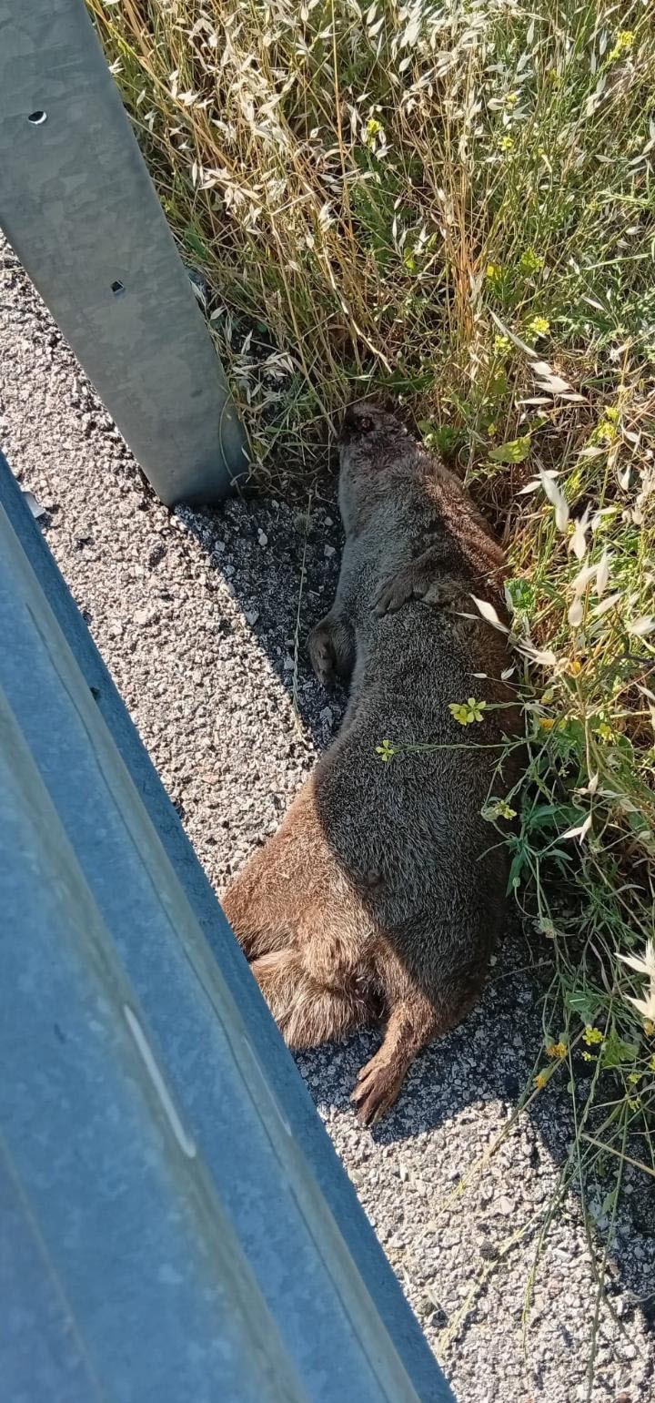 siverekte yol kenarinda olu su samuru bulundu 1 Gz1ULZCT