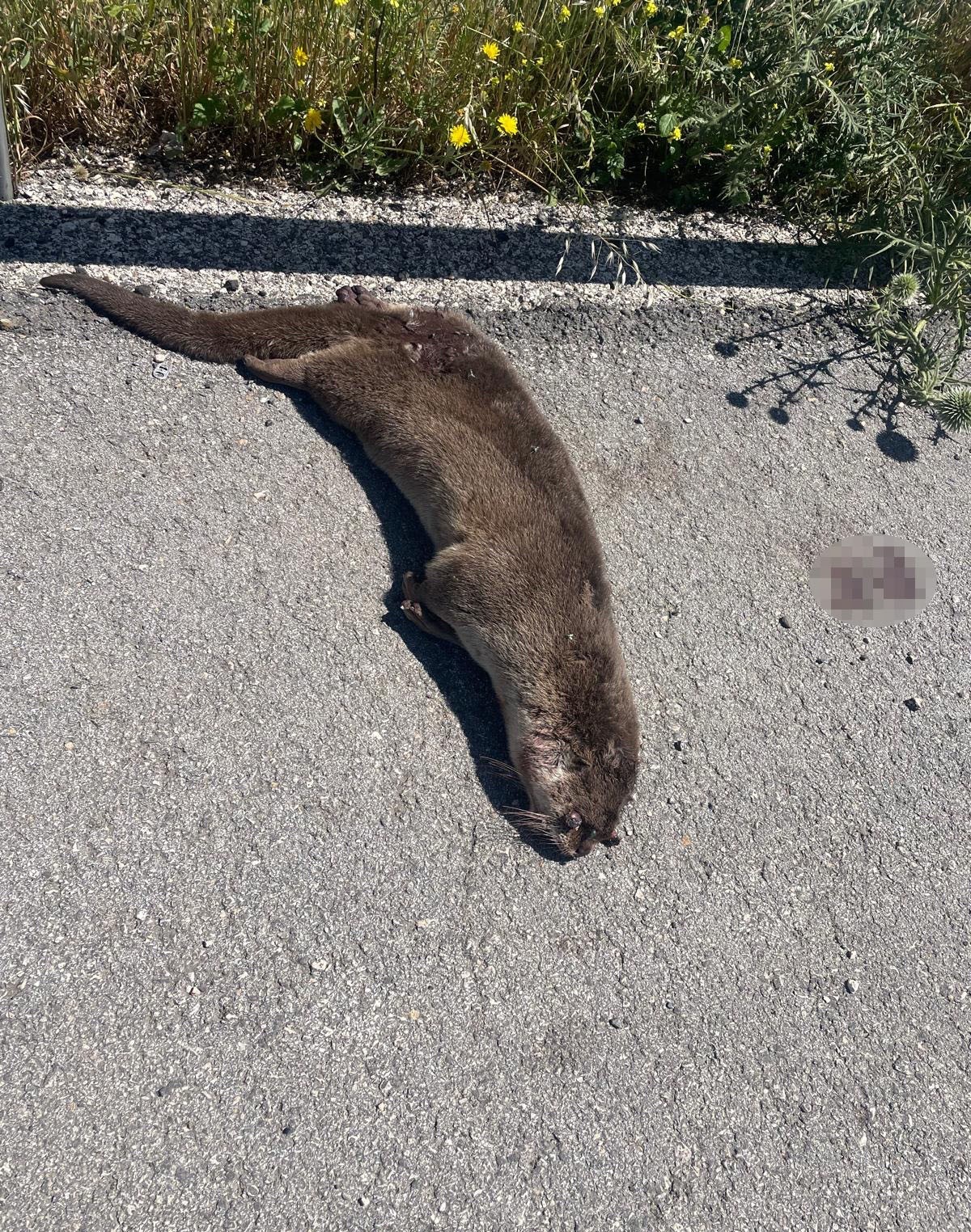 siverekte yol kenarinda olu su samuru bulundu 2 aQjR7pGg