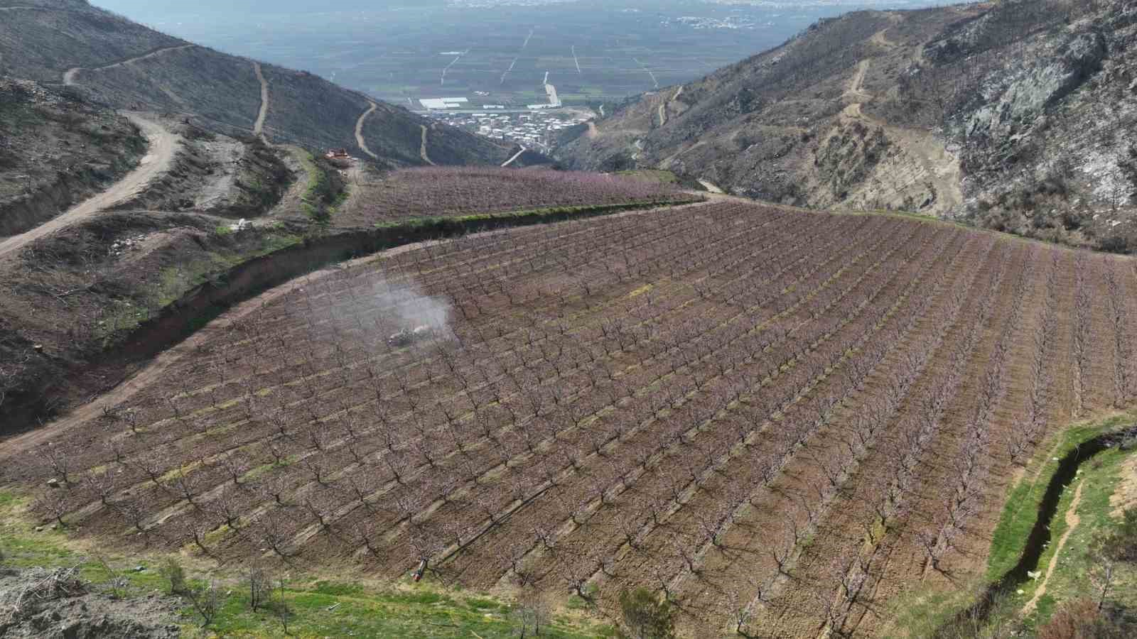 siyahlarin ardinda acan pembe seftali cicekleri 0 1ZE4Hs5H