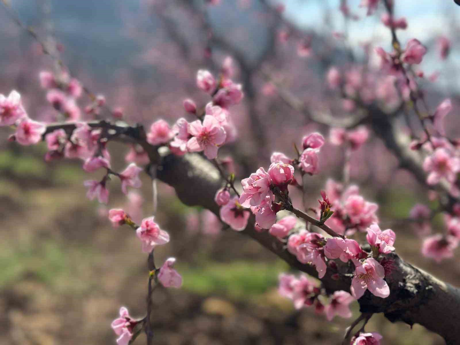 siyahlarin ardinda acan pembe seftali cicekleri 1 Bj61VDSb