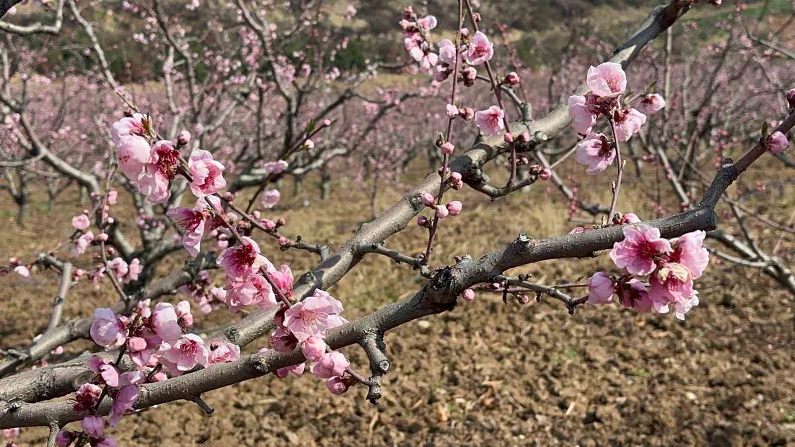 siyahlarin ardinda acan pembe seftali cicekleri 10 CNUKpPbr
