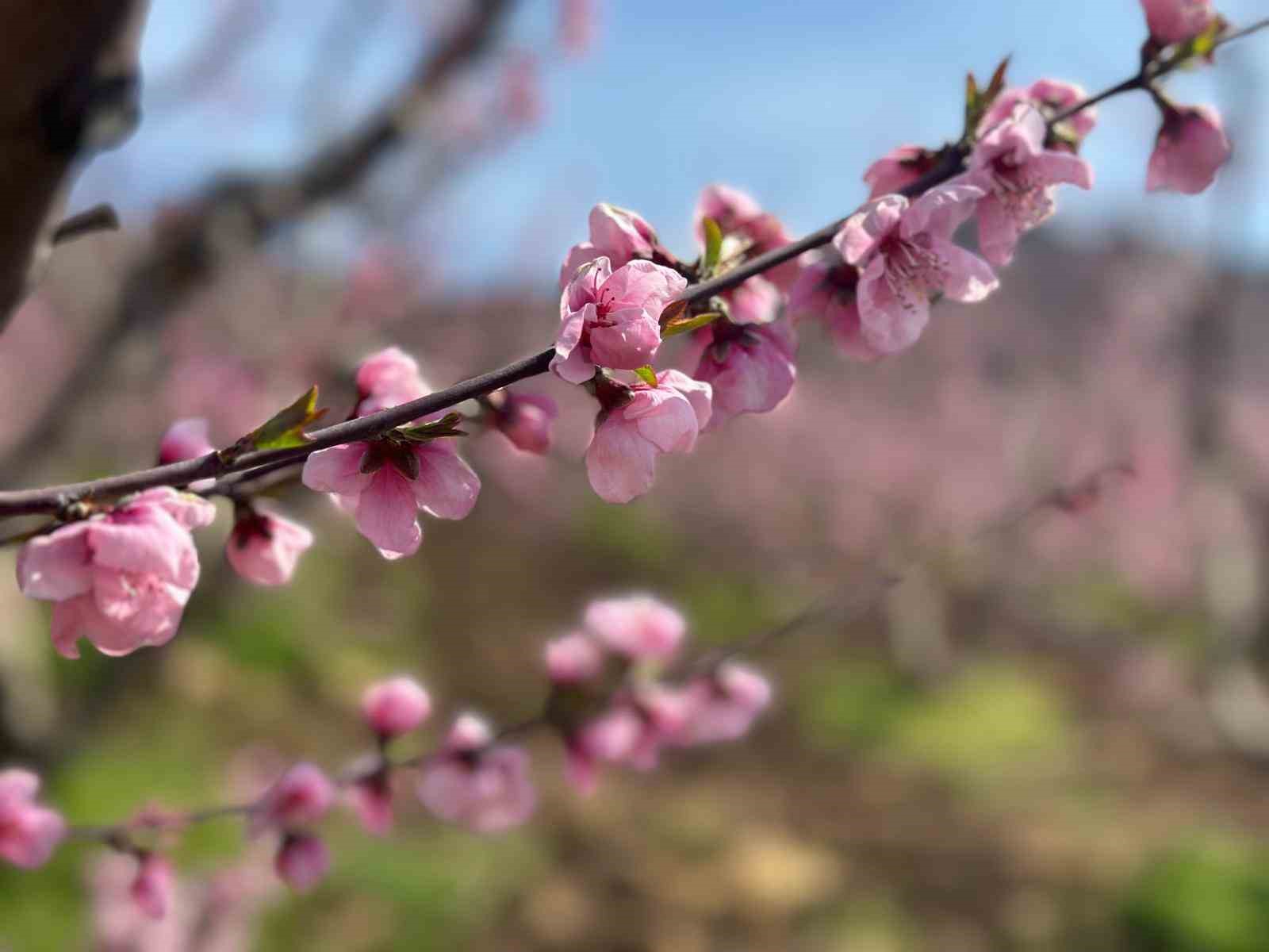 siyahlarin ardinda acan pembe seftali cicekleri 3 atFCwbiu
