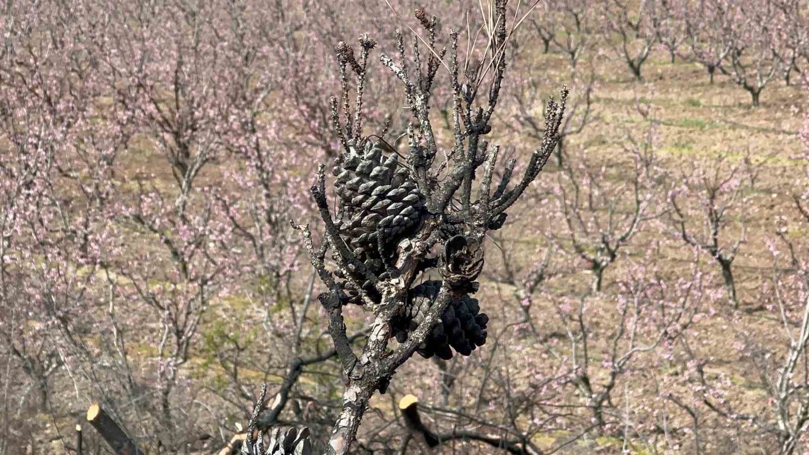 siyahlarin ardinda acan pembe seftali cicekleri 4