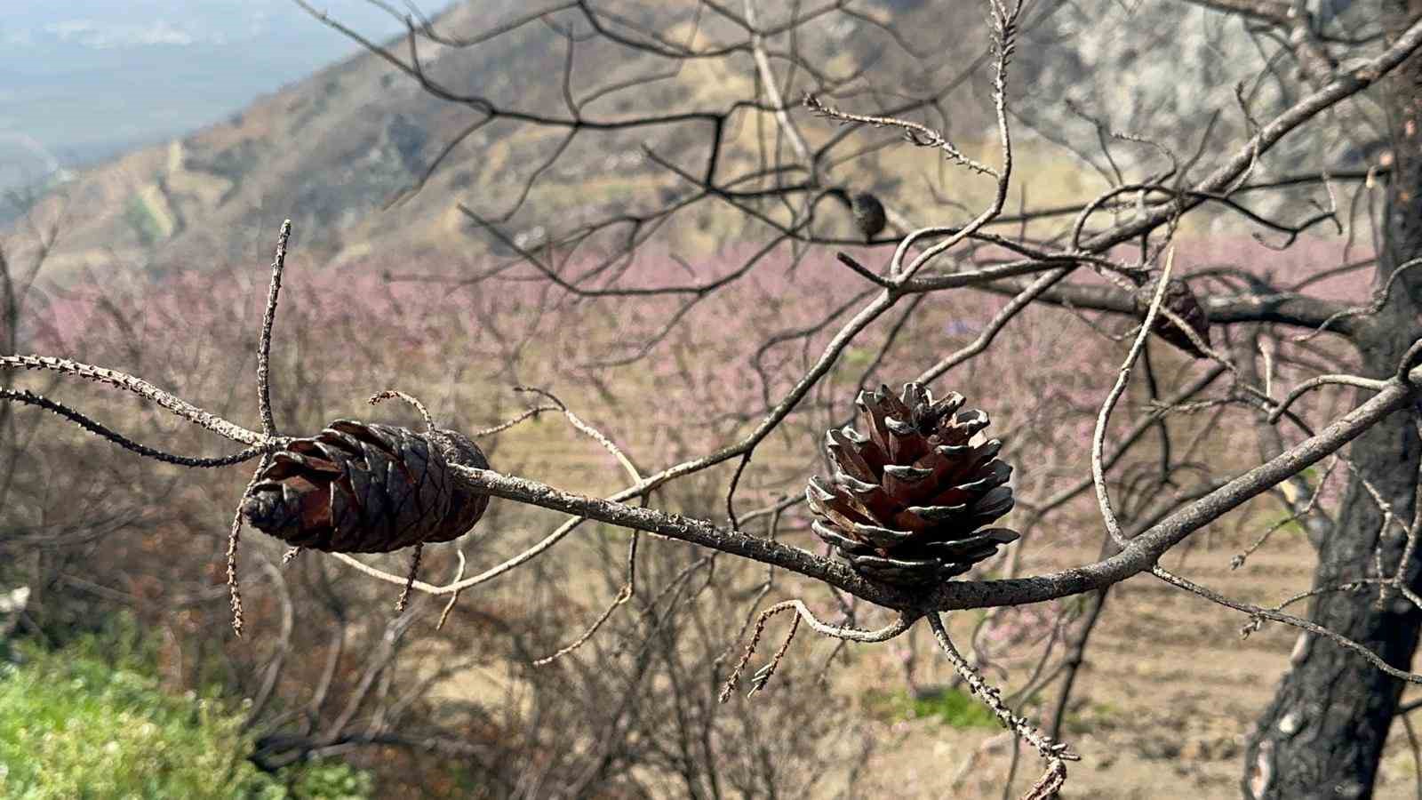 siyahlarin ardinda acan pembe seftali cicekleri 6