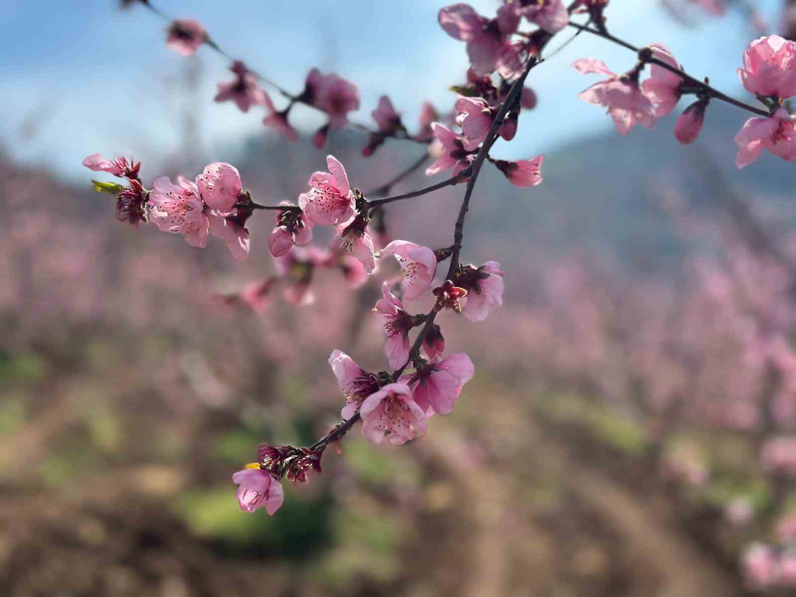 siyahlarin ardinda acan pembe seftali cicekleri 9 JpFwdpD7