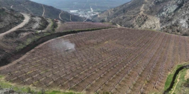 siyahlarin-ardinda-acan-pembe-seftali-cicekleri-K8scLPnR.jpg