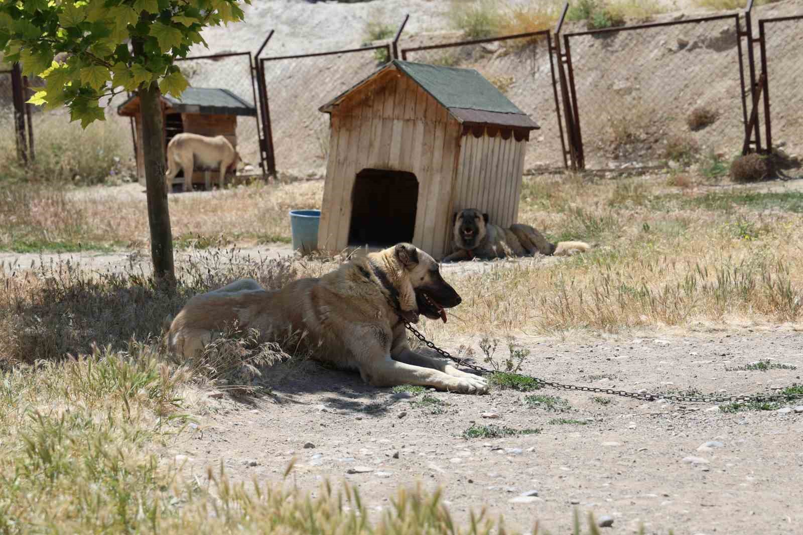 Soğuk havaya göğüs geren Kangal köpekleri sıcak yaz aylarında miskinleşiyor 4 soguk havaya gogus geren kangal kopekleri sicak yaz aylarinda miskinlesiyor 0 nnNLZrid