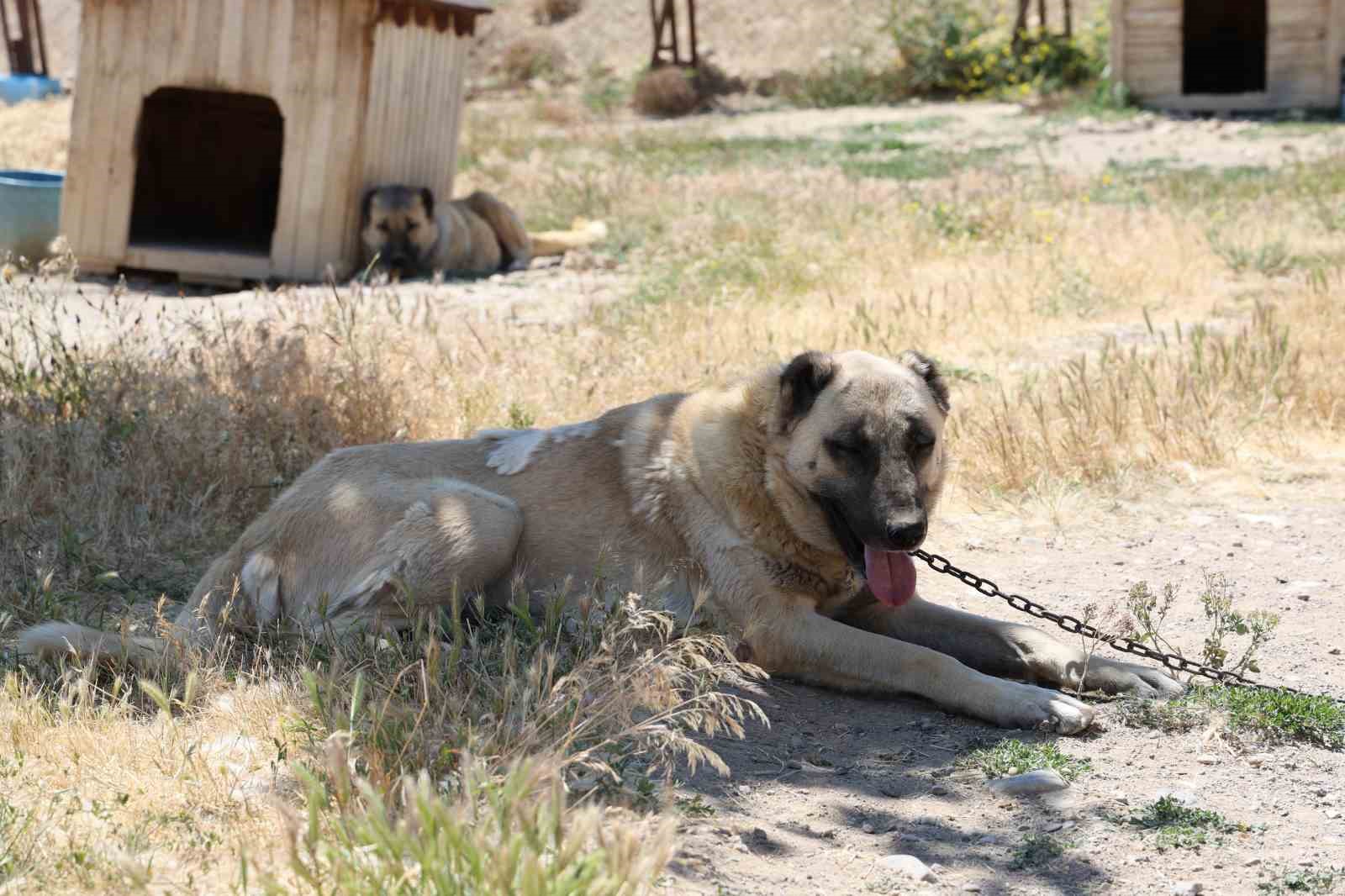 Soğuk havaya göğüs geren Kangal köpekleri sıcak yaz aylarında miskinleşiyor 5 soguk havaya gogus geren kangal kopekleri sicak yaz aylarinda miskinlesiyor 1 zz7G3pk6