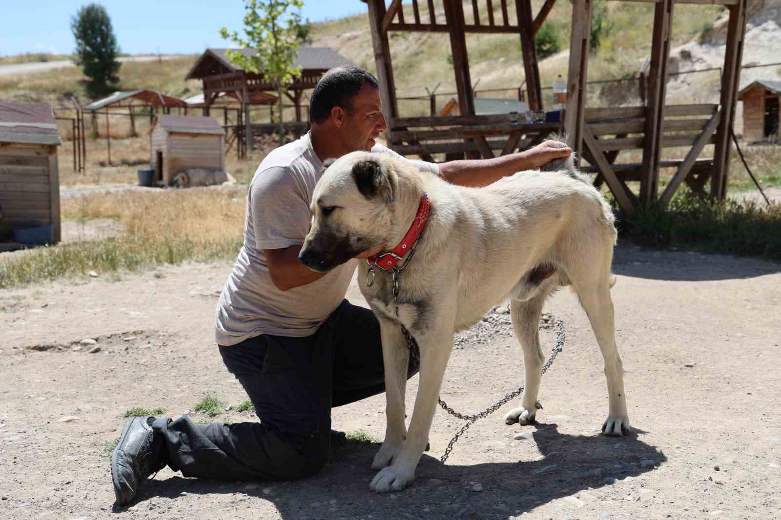 Soğuk havaya göğüs geren Kangal köpekleri sıcak yaz aylarında miskinleşiyor 6 soguk havaya gogus geren kangal kopekleri sicak yaz aylarinda miskinlesiyor 2 KeIF9eUL