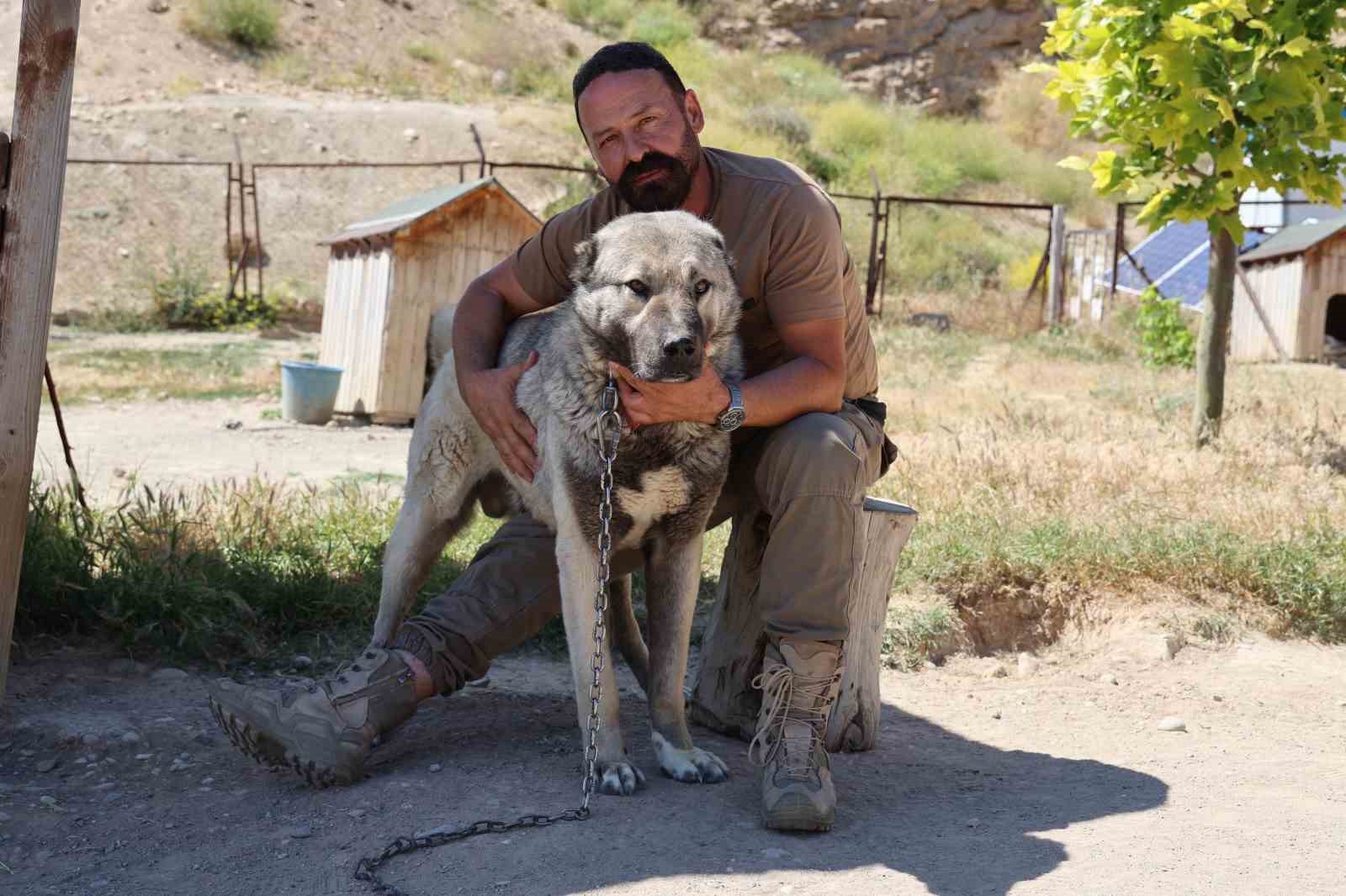 Soğuk havaya göğüs geren Kangal köpekleri sıcak yaz aylarında miskinleşiyor 7 soguk havaya gogus geren kangal kopekleri sicak yaz aylarinda miskinlesiyor 3 ytDhLkm5