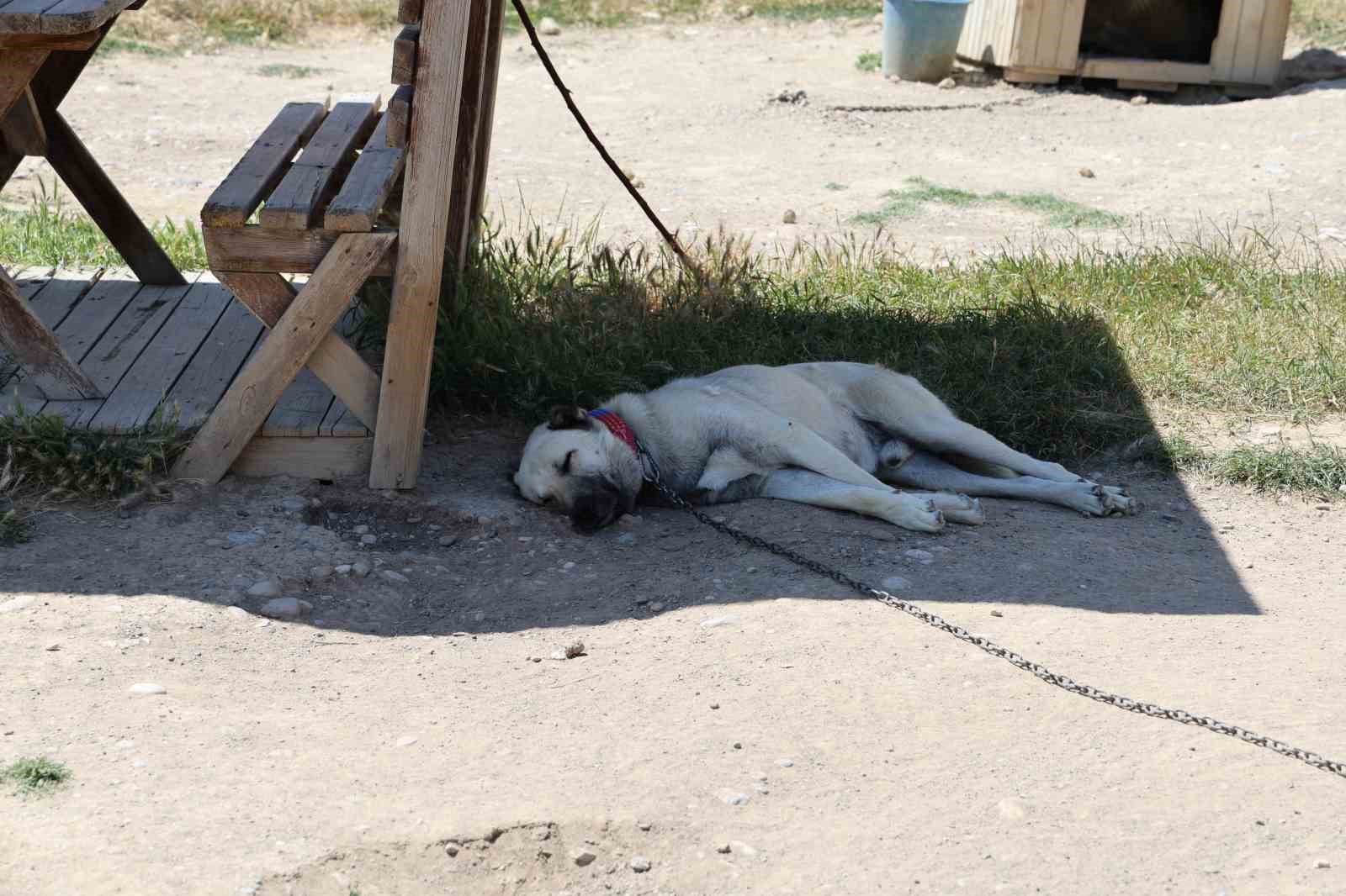 Soğuk havaya göğüs geren Kangal köpekleri sıcak yaz aylarında miskinleşiyor 8 soguk havaya gogus geren kangal kopekleri sicak yaz aylarinda miskinlesiyor 4 N5s41uGS
