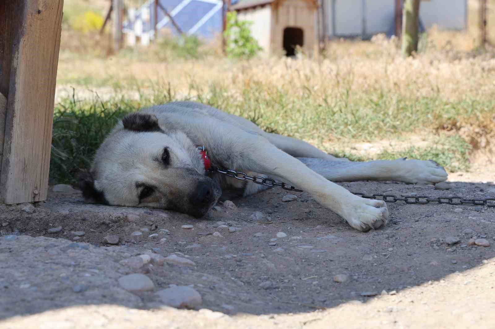 Soğuk havaya göğüs geren Kangal köpekleri sıcak yaz aylarında miskinleşiyor 9 soguk havaya gogus geren kangal kopekleri sicak yaz aylarinda miskinlesiyor 5 PAT6ztag