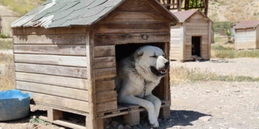 soguk-havaya-gogus-geren-kangal-kopekleri-sicak-yaz-aylarinda-miskinlesiyor-tywKIYZw.jpg