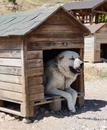 soguk-havaya-gogus-geren-kangal-kopekleri-sicak-yaz-aylarinda-miskinlesiyor-tywKIYZw.jpg
