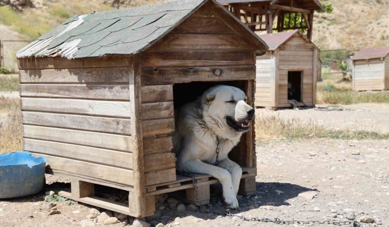 soguk-havaya-gogus-geren-kangal-kopekleri-sicak-yaz-aylarinda-miskinlesiyor-tywKIYZw.jpg