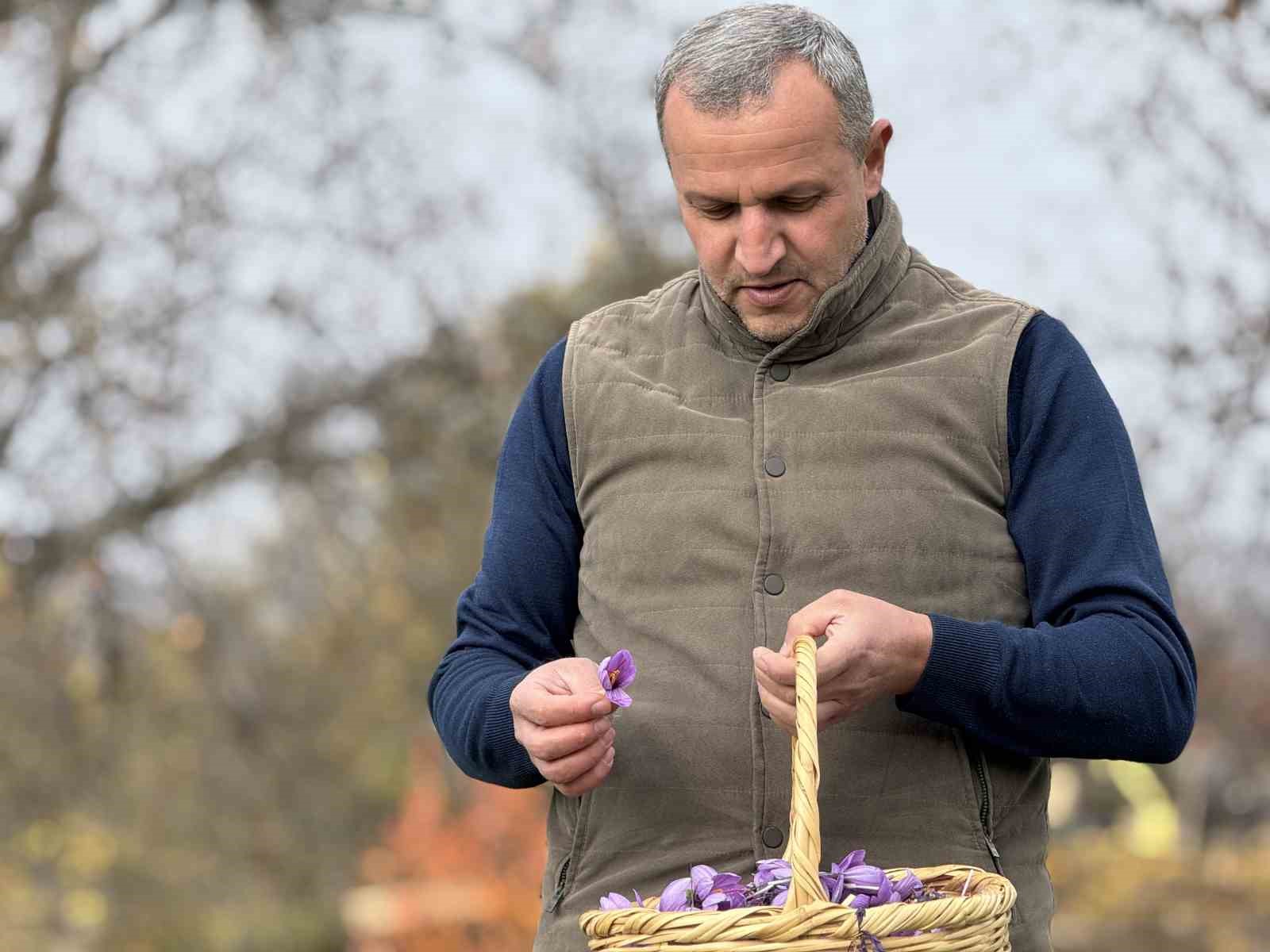 Soğuk ve yağışlı hava ‘dünyanın en pahalı baharatı’nda hasat süresini uzattı 6 soguk ve yagisli hava dunyanin en pahali baharatinda hasat suresini uzatti 2 cT24IU2g