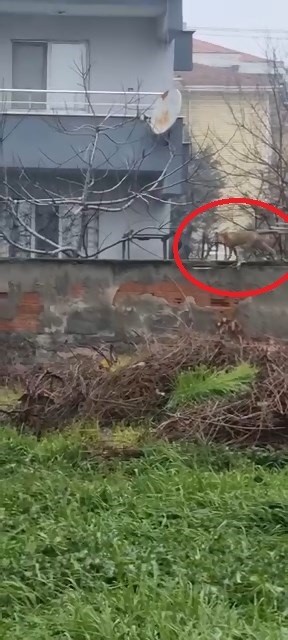 sokak aralarinda gezen tilki dikkat cekti 0 dj81kvfv