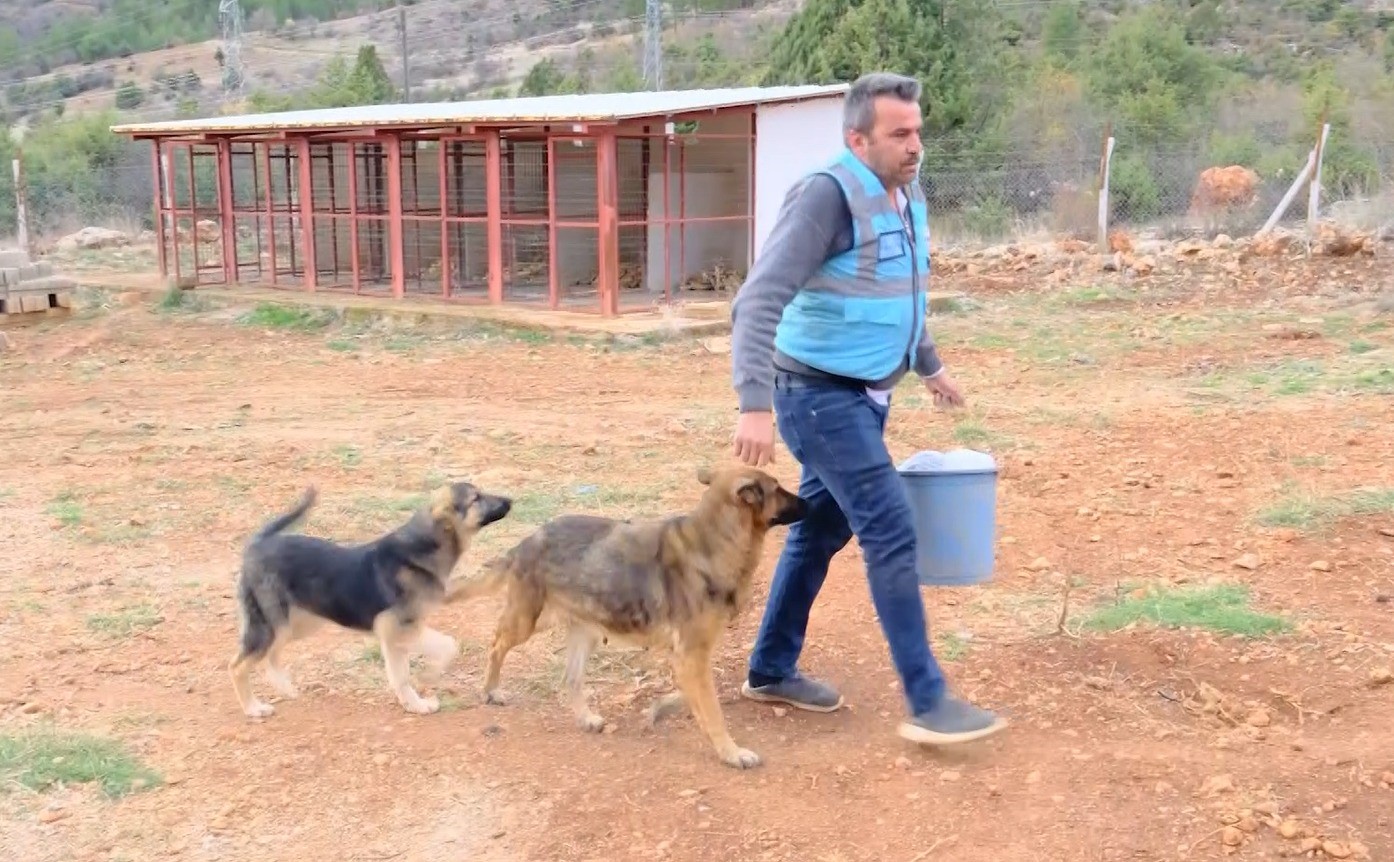 sokak hayvanlari sicak yuvaya kavustu 3