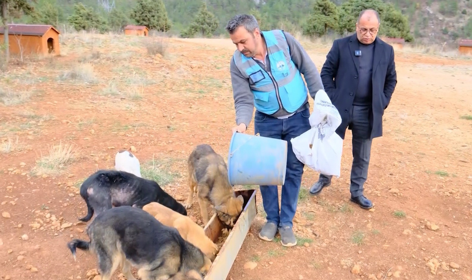 sokak hayvanlari sicak yuvaya kavustu 4 zuaJ3h5d