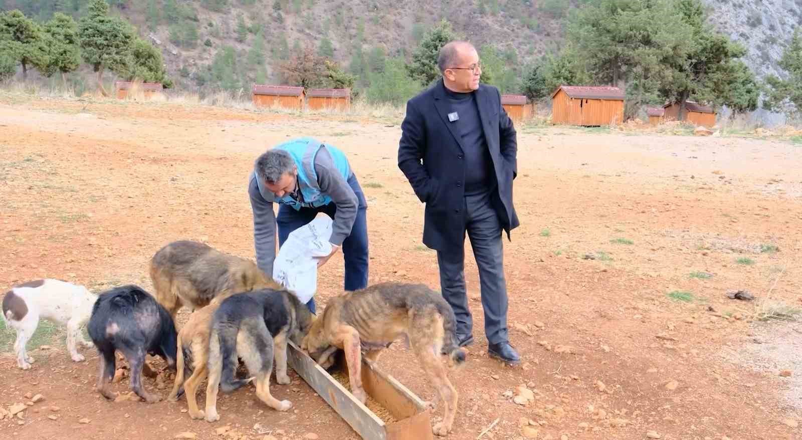 sokak hayvanlari sicak yuvaya kavustu 5 7iYdGHbb