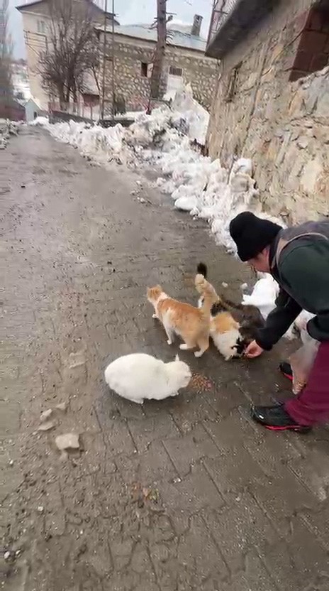 Sokak hayvanlarını beslemek için her yıl bin 400 kilometre yol geliyor 5 sokak hayvanlarini beslemek icin her yil bin 400 kilometre yol geliyor 1 PagprswF