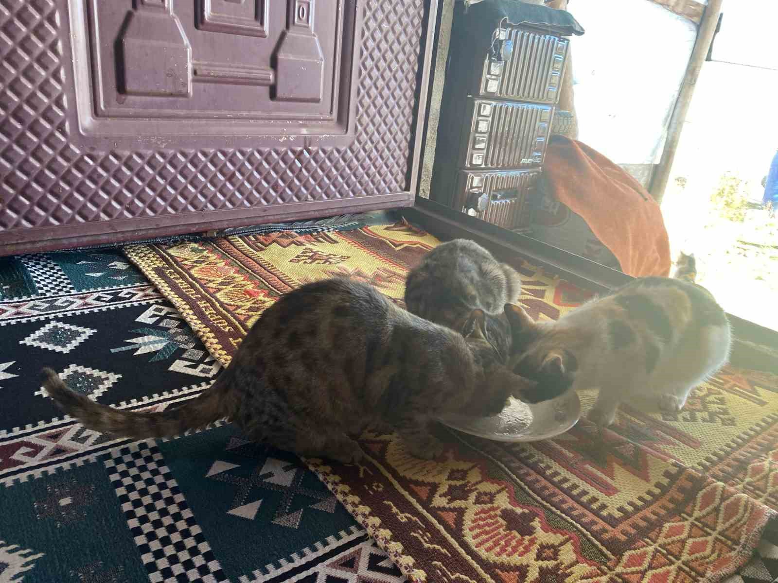 sokak hayvanlarini elleriyle besliyor onlara yuva oluyor 1 3IjuGbzh