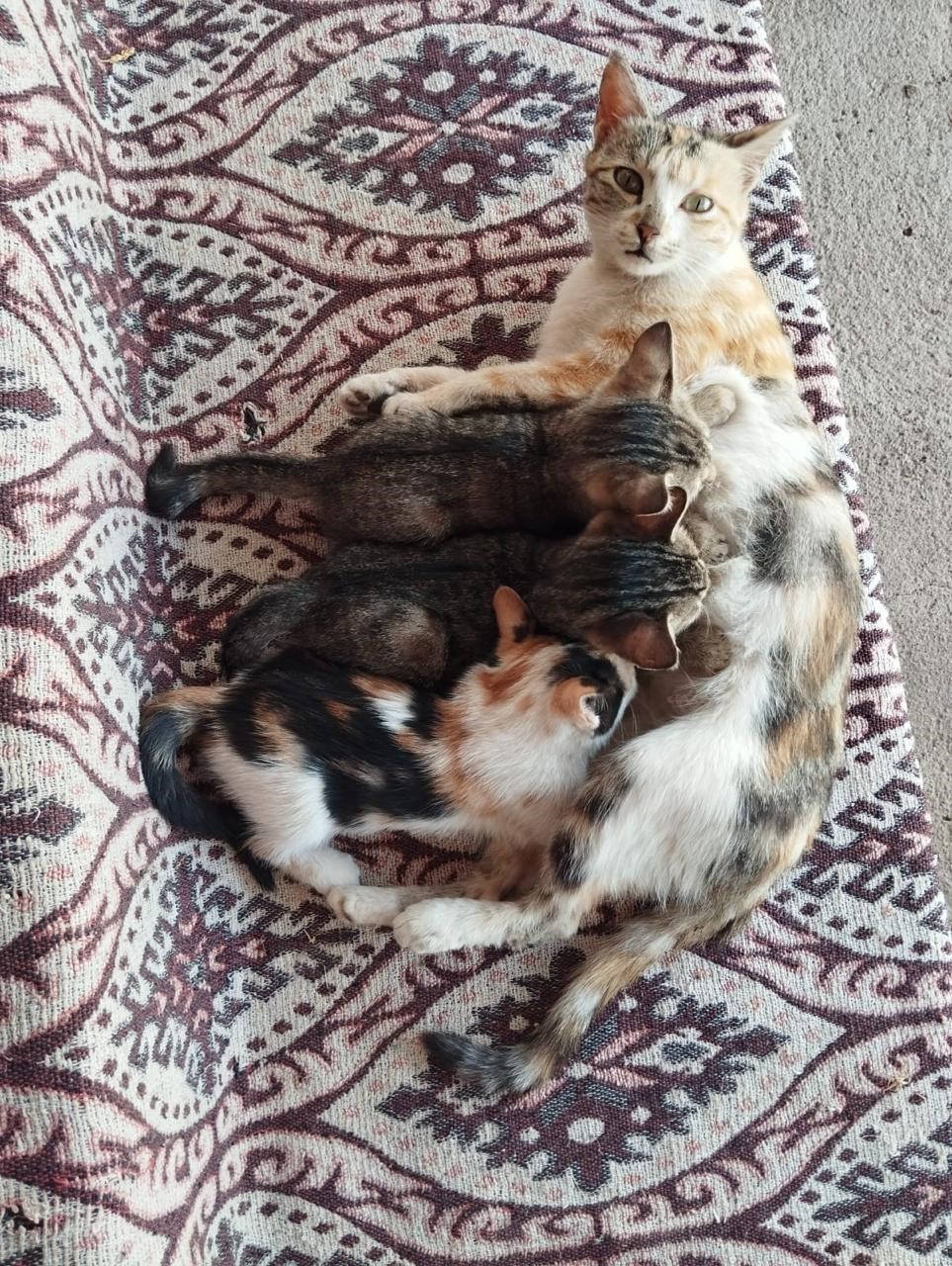 sokak hayvanlarini elleriyle besliyor onlara yuva oluyor 3 RWdyDIUU