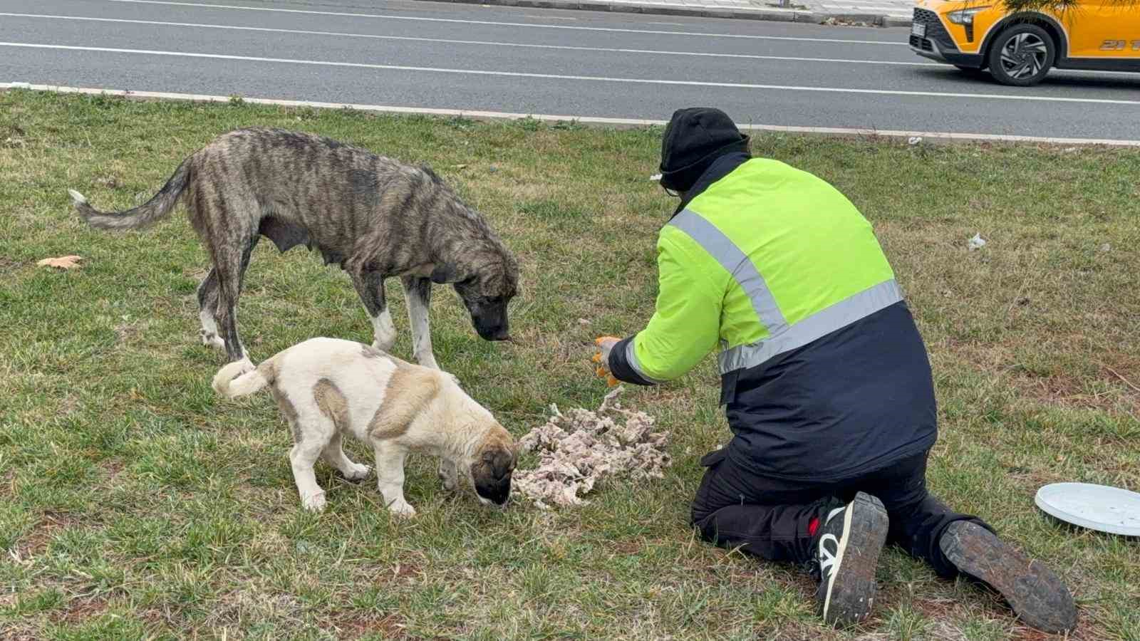 sokak hayvanlarinin sessiz kahramani 2