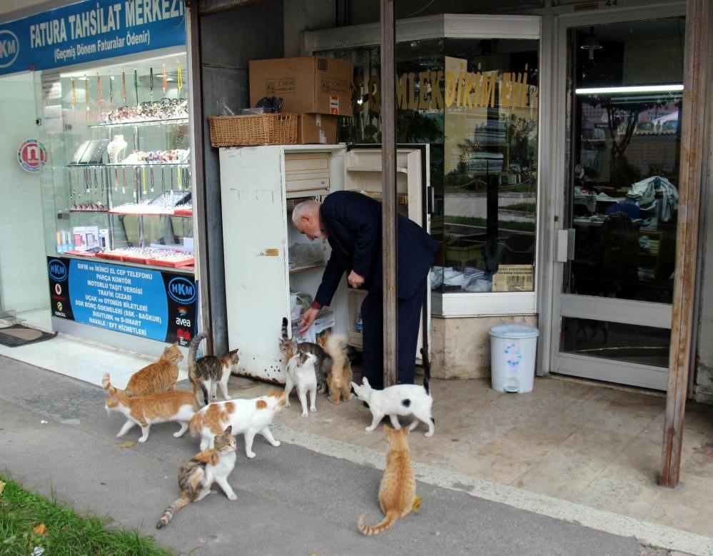 sokak kedilerinin dedesi yillardir kimsesiz kedilere sicak yuva oluyor 2 dgSEFWX6